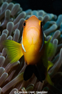 brave clownfish by Cipriano (ripli) Gonzalez 